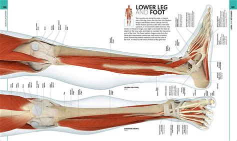 Human Anatomy The Definitive Visual Guide By Alice Roberts