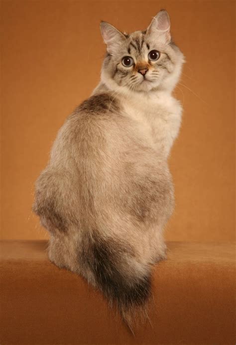 American Bobtail Cat Photography