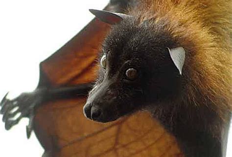 Giant Golden Crowned Flying Fox Fruit Bat Worlds Largest Bat