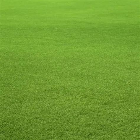 Green Natural Korean Grass At Rs 8square Feet In Delhi Id 20973989255