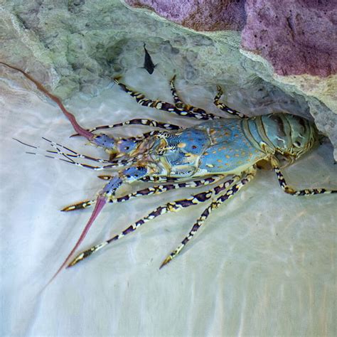 Ornate Spiny Lobster｜animals｜dmm Kariyushi Aquarium