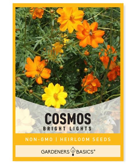 Cosmos Bright Lights Seeds For Sale Wildflowers For Stunning Gardens