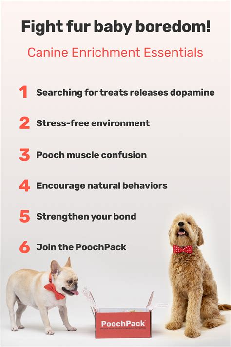 6 Canine Enrichment Essentials Dog Subscription Dog Enrichment Canine