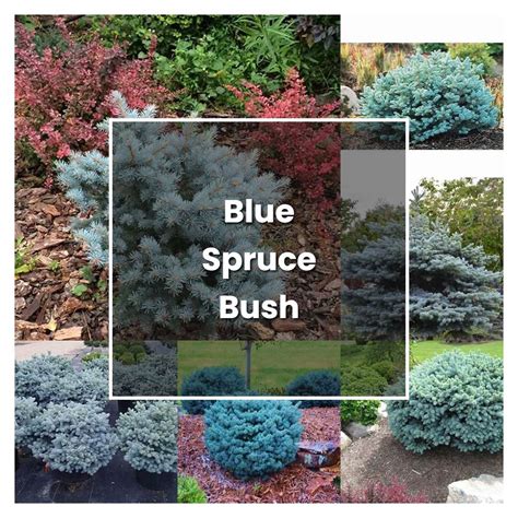 How To Grow Blue Spruce Bush Plant Care And Tips Norwichgardener