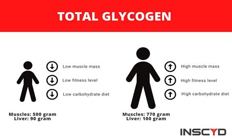 Muscle Glycogen And Exercise All You Need To Know — Inscyd
