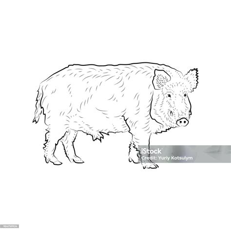 Sketsa Babi Hutan Ilustrasi Stok Unduh Gambar Sekarang Alam Anak