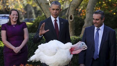 what happens to the turkeys pardoned by the president youtube