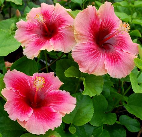 Plant Tropical Hibiscus By Story Garden Plants Map