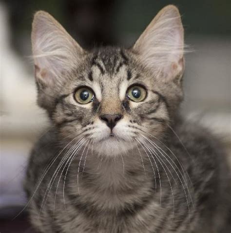 Cubby The Fun Maine Coon Mix Kittens Web Page
