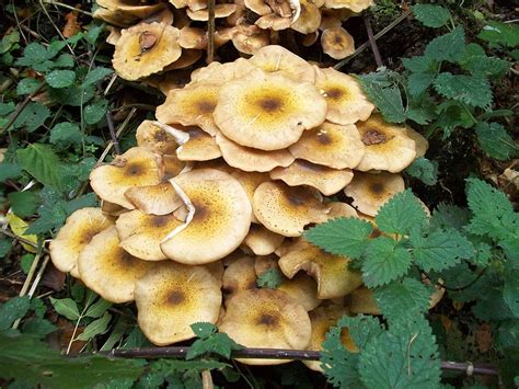 Tree Diseases Honey Fungus Armillaria Iron Tree Tree Knowledge Base