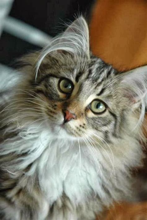 See More Is Norwegian Forest The Largest Cat Breed