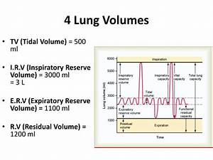 Ppt Lung Volumes Lung Capacities Powerpoint Presentation Id 2352295