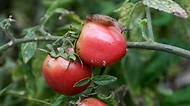 Tomato pests: top tips on 5 common intruders | Gardeningetc