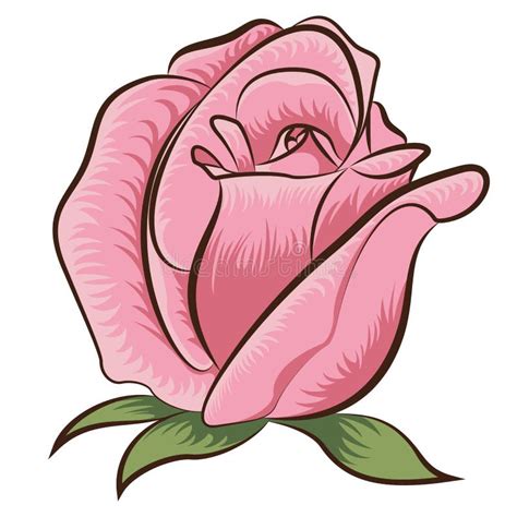 Illustration Of Rose Stock Vector Image Of Flower Drawing 36024191