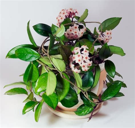 Hindu rope plants can be found in solid green or with variegated leaves. Best Fertilizer Hoya Plant | Cromalinsupport