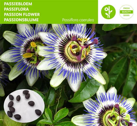 50 Passiflora Caerulea Seeds Blue Passion Flower Exotic Passion Fruit