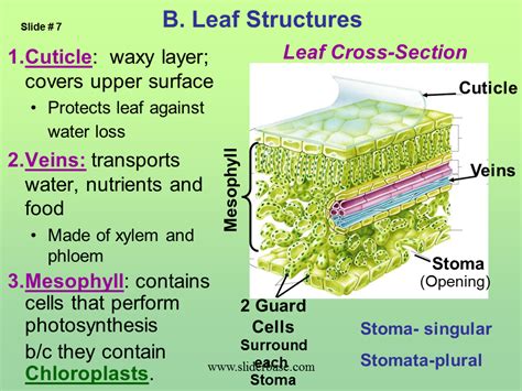 Parts Of A Leaf Their Structure And Functions With Diagram Parts Of