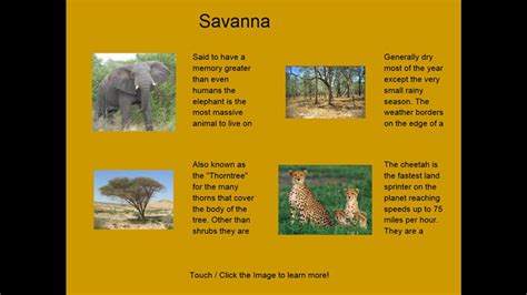 Four Savanna Ecosystem Facts For Windows 8 And 81