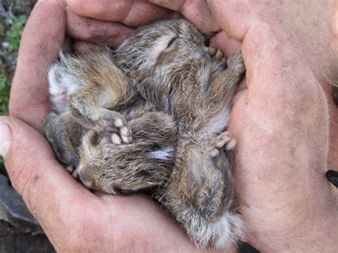 Baby Snowshoe Hare Bunnies Snowshoe Hare Pet Rabbit Wild Rabbit