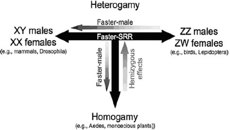 Hierarchical Faster Sex Theory And The Relative E Ff Ects Of Its