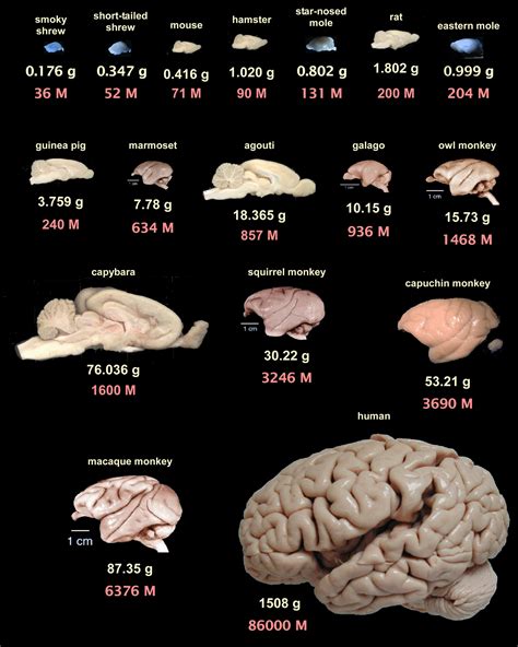 Frontiers The Human Brain In Numbers A Linearly Scaled Up Primate