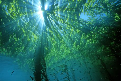 Kelp Forest Canopy Scuba Dive Californias Channel Islands Kelp