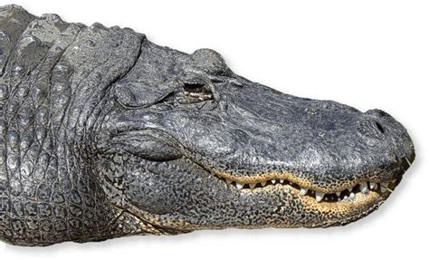 Alligator Mississippi Im Tierporträt Tierlexikon Mediatime Services