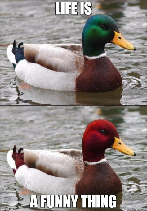 A Pair O Ducks Imgflip