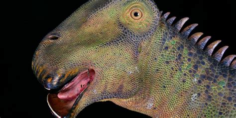 The Mystery Of What Dinosaur Has 500 Teeth Vicuss