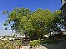 鶴岡千年鶼鰈老樹 - 维基百科，自由的百科全书