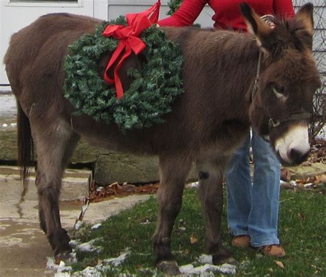 Christmas Donkey I Bet He Is A Direct Descendant Of The Donkey Mary