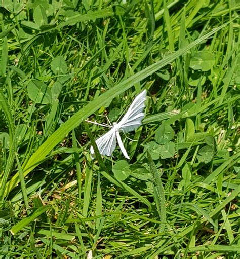 This White Dragonfly Looking Thing Seen In A Garden South West Uk