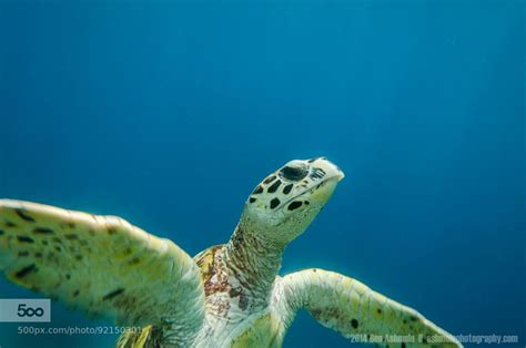 Some Green Sea Turtles Can Now Wave Goodbye To Their Endangered Status