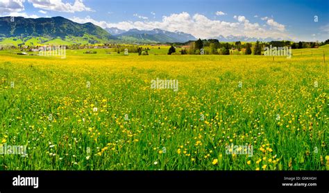 Spring Meadow Flowers Forest Germany High Resolution Stock Photography