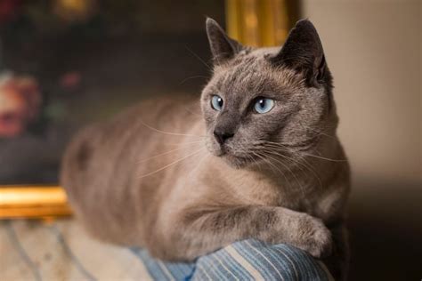 Siamese Cat Personality Change Our Siamese Cat Oiver He Has The