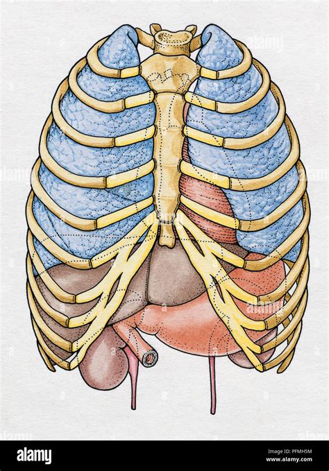 Liver Anatomy Rib Cage Rib Cage Diagram With Organs Human Anatomy The