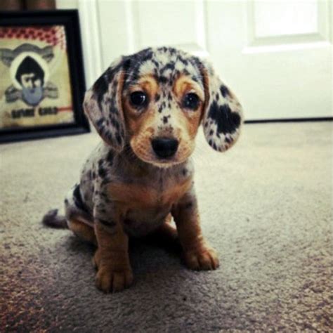 And Now More Dachshund Puppy Pictures Than You Can Handle