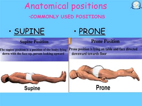 11 20 Dr Nand Lal Terminologies Anatomical Positions Anatomical Pl…