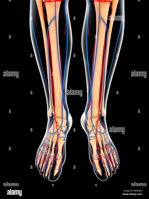 Human Legs Anatomy High Resolution Stock Photography And Images Alamy
