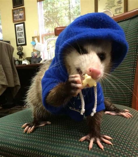 15 Funny Pictures Of Possums That Are Too Lit
