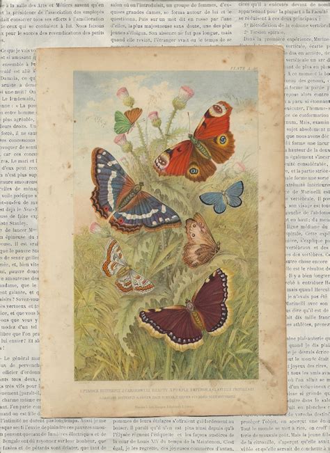 Vintage Butterflies Moths Insects Printables 300dpi Botanical Junk