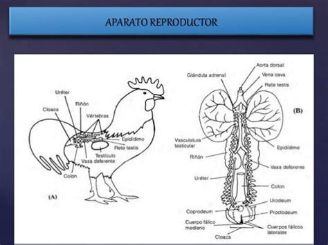 Anatomia Y Fisiologia De Las Aves Mira Y Moposita