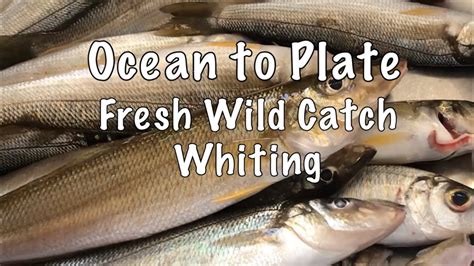 Whiting Fish Catch Clean And Cook Youtube
