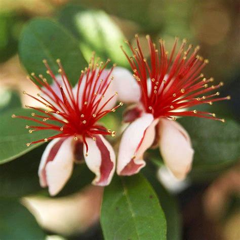 Having flowering trees in your garden is a great way to add height to the space. Plants to Please Florida Gardeners | Florida flowers ...