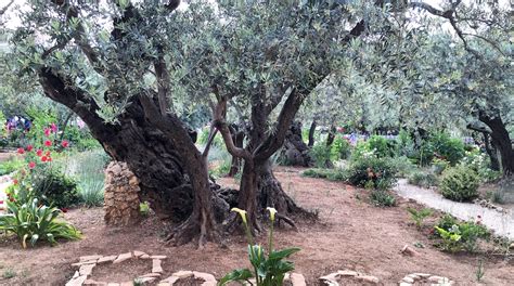 Garden Of Gethsemane In Jerusalem Tours And Activities Expedia