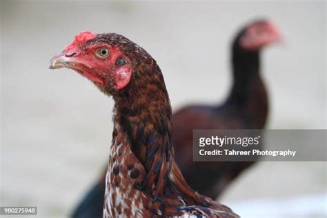Brown Cocks Photos And Premium High Res Pictures Getty Images