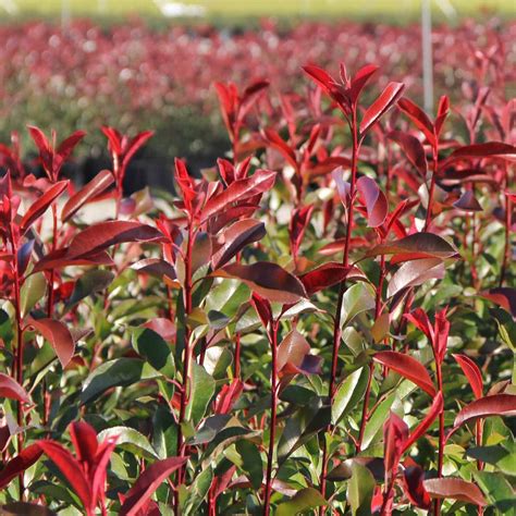 Red Tip Photinia Shrub — Green Acres Nursery And Supply