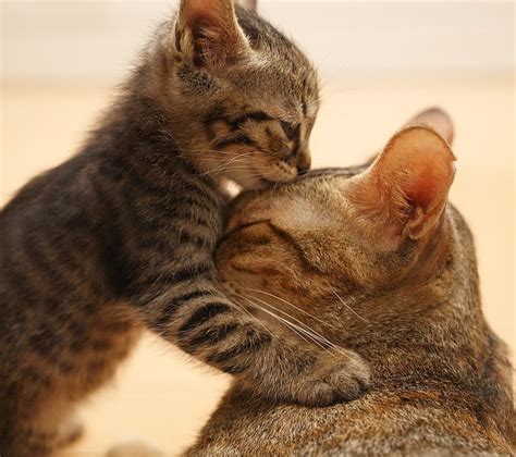 Love Every Where Cats Cute Kiss Kitten Lovers Nice Hd Wallpaper