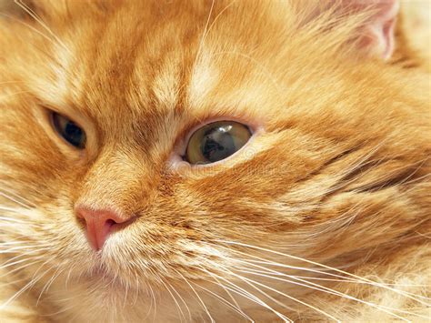 Ginger Cat Muzzle Stock Photo Image Of Calmness Beautiful 23555028