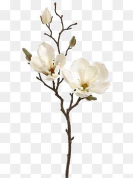 Is the merriwick flower real / elizabeth merriwick the good witch wiki fandom : 2020 的 White Flowers, Creative Flowers, Flower Decoration ...